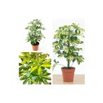 Videolu Tek Dal Tebrik Hediyesi Alacalı Şeflera Çiçeği 50-70 Cm Saksılı İç Mekan Bitki Schefflera, SRD30012025BYB454