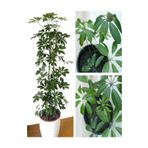 Videolu Tek Dal Tebrik Hediyesi Yeşil Şeflera Çiçeği 50-70 Cm Saksılı İç Mekan Bitki Schefflera