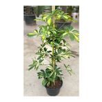 Videolu Tek Dal Yeni Iş Hediyesi Alacalı Şeflera Çiçeği 40-80 Cm Saksılı İç Mekan Bitki Schefflera