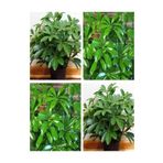 Videolu Tek Dal Yeni Iş Hediyesi Yeşil Şeflera Çiçeği 40-80 Cm Saksılı İç Mekan Bitki Schefflera