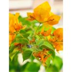 Videolu Turuncu Sarılıcı Begonvil Çiçeği Fidanı 90-120 cm Saksılı Çiçekli Bodur (Bougainvillea)