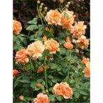 Videolu Turuncu Yediveren Kokulu Gül Fidanı 1 Adet Saksılı Bahçe Bitkisi 10-15 cm (Orange Rose)