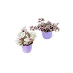 Videolu Tüylü Telgraf Çiçeği (5 15 Cm)2 Adet Saksılı Hediyelik İç Mekan Bitkisi Tradescantia