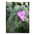 Videolu Tüylü Telgraf Çiçeği Fidanı 20-30cm Askılı Saksılı Çiçekli Bodur Bitkiler Tradescantia