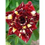 Videolu Yediveren Aşılı Sihirbaz Abrakadabra Gül Fidanı 1 Adet Saksılı 50-90 Cm Wizard Rose