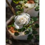 Videolu Yediveren Beyaz Gül Fidanı 25 35cm Saksıda Aşılı Gül White Rose