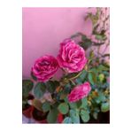Videolu Yediveren Eflatun Gül Fidanı (10-15CM) Saksılı Aşılı Gül Lilac Rose
