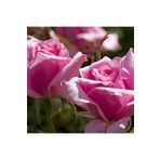 Videolu Yediveren Gül Fidanı (10-15 cm) Saksılı Pembe Renkli Aşılı Gül Pink Rose