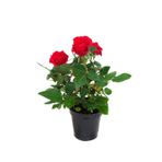 Videolu Yediveren Kırmızı Gül Fidanı 1 Adet Saksılı/ Tüplü 10-15cm Bahçe Bitkisi (RED ROSE)