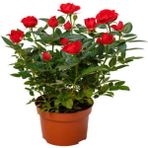 Videolu Yediveren Kırmızı Minyatür Gül Fidanı 1 Adet Saksılı/ Tüplü İç-Dış Mekan Bitkisi (Red Rose)