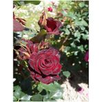 Videolu Yediveren Kokulu Bordo Renk 30 60 Cm 2 Adet Saksılı Aşılı Gül Burgundy Rose