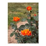 Videolu Yediveren Koyu Somon Rengi Gül Fidanı 2 Adet Saksılı/tüplü 35-60 Cm Orange Rose