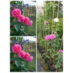 Videolu Yediveren Sarmaşık Mis Kokulu Pembe Gül Fidanı 3 Adet Saksılı 40-65 Cm Climbing Pink Rose