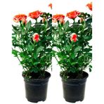 Videolu Yediveren Somon Rengi Gül Fidanı 2 Adet Saksılı/tüplü 30-55 Cm Bahçe Bitkisi Orange Rose