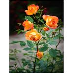 Videolu Yediveren Turuncu Gül 25 35 Cm Saksıda Aşılı Gül Orange Rose