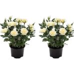 Videolu Yediveren Yoğun Kokulu Beyaz Gül 2 Adet 35-65 Cm Saksılı/tüplü Bahçe Bitkisi White Rose