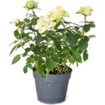 Videolu Yediveren Yoğun Kokulu Krem Beyaz Renkli 50 90 Cm 1 Adet Tüplü Aşılı Gül White Rose