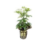 Videolu Yemyeşil Tek Dal Şeflera Çiçeği 40-60 cm Saksılı Iç Mekan Bitkileri (Schefflera)