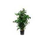 Videolu Yeşil Benjamin Ağacı Fidanı 1 Adet Saksılı/tüplü 40-60cm Iç Mekan Ofis Bitkisi(BENJAMİNA)