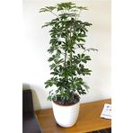 Videolu Yeşil Şeflera Bitkisi (50 80 Cm)1 Adet Saksılı Iç Mekan Bitkisi Schefflera