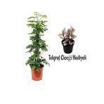 Videolu Yeşil Şeflera Bitkisi(80-100Cm) Telgraf Çiçeği Hediyeli 1 ADET Saksılı İç Mekan Ev Bitkisi