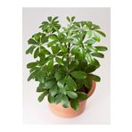 Videolu Yeşil Tek Dal Şeflara Fidanı 1 Adet Saksılı 80-100Cm İç Mekan Bitkisi (Schefflera)