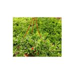Videolu Yoğun Çiçekli Buz Çiçeği Fidanı 1 Adet Askılı Saksıda 20-30Cm Saksılı (Ice Plant)