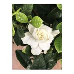 Videolu Yoğun Kokulu Gardenya 1 Adet Saksılı 15-30cm Ev Ofis Salon Bitkisi (gardenia Jasmionides )