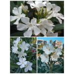 Videolu Zakkum Çiçegi Beyaz Renkli 50 70 Cm 1 Adet Tüplü Zakkum Fidanı White Oleander