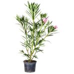 Videolu Zakkum Fidanı Pembe 1 Adet Saksılı/tüplü 70-100cm Dış Mekan Oleander