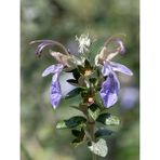 Videolu Zeytin Çalısı 5 Adet Dekoratif Peyzaj Bitkisi Saksılı / Tüplü 30-65 cm (Teucrium Fruticans)