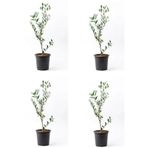 Videolu Zeytin Fidanı 4 Adet Saksılı/tüplü 50-70cm 1. Kalite Çok Yıllık Olive Sapling