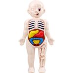 VintageVo Çocuk Bilim Eğitimi Insan Vücudu Organ Anatomisi Modeli Kendin Yap Oyuncaklar (Yurt Dışından) - Renkli