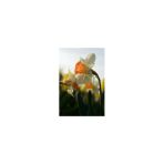 Vipfoni 5 Adet Yoğun Kokulu Nergis Çiçek Soğanı Kod119