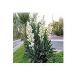 Vipfoni Avize Çiçeği Yucca Tohumu