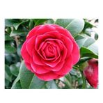 Vipfoni Kamelya (camellia Japonica) Çiçeği Tohum