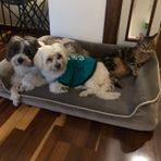 viscopet Premium Sofa Blok sungerli Alezli Fermuarlı Yıkanabilir Köpek Yatağı-S-vizon (X-Large)