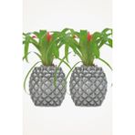 Viselia Büyük Dekoratif Saksı Çiçek Saksısı 2 Adet 1 Boy Ananas - Gri
