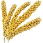 Vitaking Kuşlar Için Doğal Sarı Dal Darı 100 gr
