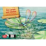 Von Larven und Libellen. Mit Kindern über den Tod und das Danach philosophieren. Kamishibai Bildkartenset: Entdecken - Erzählen - Begreifen: ... für unser Erzähltheater)