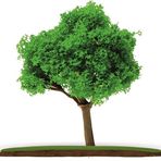 Vox Art VA54A-6.5 1:100 Ölçek 6.5 cm 2'li Maket Ağaç