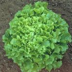 Waldman's Green Marul Tohumu (100 Tohum)