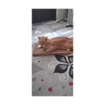 Waowpets Kedi Tırmalama Kartonu - Çift Yönlü Tırmalama Pedi, Oluklu Yatağı, Kedi Otu Hediyeli