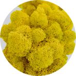 WDSLO Korunmuş Doğal Yosun 3.5 oz/Saksı Bitkileri, Orkideler, Peri Bahçeleri, Ev Dekoru, Düğün Dekoru, Hediye Sepetleri/Ren Geyiği Moss Sanat Duvar Dekoru (Sarı)