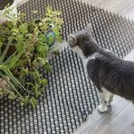 WEBER Kedi Kovucu Mat, Plastik, 10 Adet, Toplam 250 cm, Bahçe ve İç Mekan Kullanımı