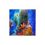 WebStyle Sayılarla Boyama Seti Kasnaklı Kayıp Balık Nemo 60 x 75 cm