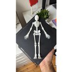 WELLCUT 31 cm 3D Baskı İnsan İskeleti Modeli – Dekoratif ve Koleksiyonluk