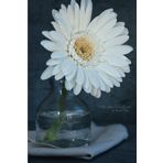 White Gerbera Daisy Journal: (Blank Book, Notebook, Diary)