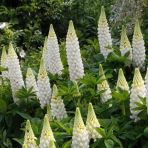 White Sky Lupin Aci Bakla Cicegi (30 Tohum)