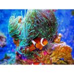 Womb Hobby Kayıp Balık Nemo Sayılarla Boyama Seti 40 x 50 cm Tuvale Gerili